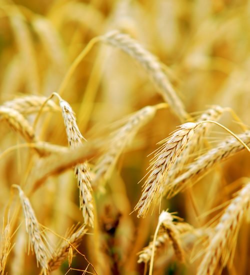 Wheat closeup on wheat field
